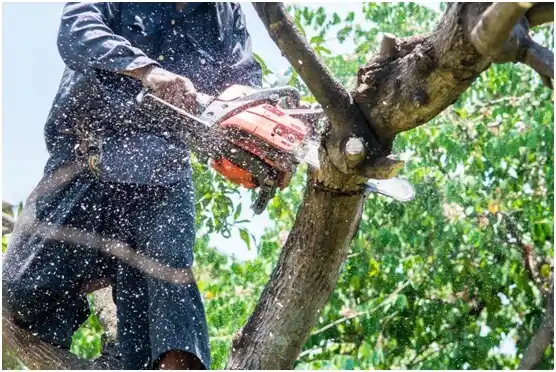 tree services Woodbridge